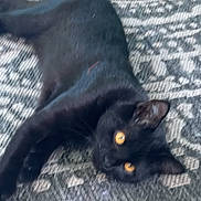 Jax is registered to the contest to win money with this photo: animal, black_cat, carpet, cat, close_up, dark_fur, feline, glowing_eyes, golden_eyes, home, indoor, lying_down, patterned_background, pet, playful, pointed_ears, portrait, relaxed, rug, smartphone_screenshot