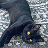 animal, black_cat, carpet, cat, close_up, dark_fur, feline, glowing_eyes, golden_eyes, home, indoor, lying_down, patterned_background, pet, playful, pointed_ears, portrait, relaxed, rug, smartphone_screenshot