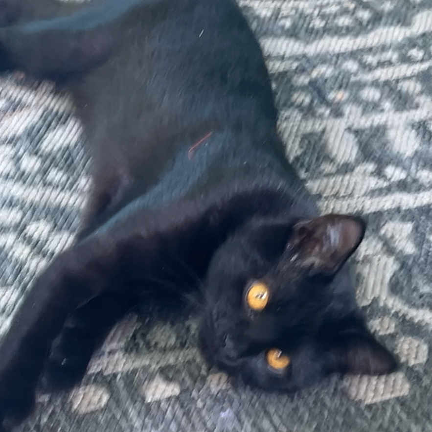 Jax