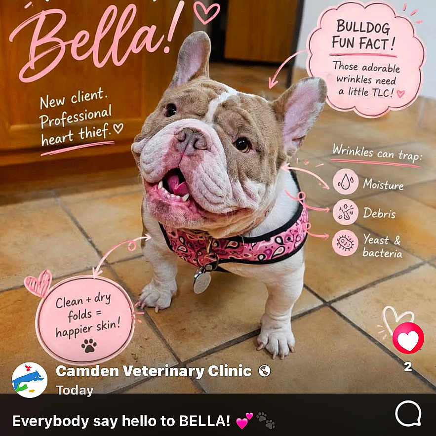 Bella