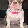 Bella is registered to the contest to win money with this photo: dog, french_bulldog, pet, indoor, pink_collar, carpet, close_up, animal, cute, sitting, portrait, domestic, household, mammal, fur, ears, face, front_view, alert, companion