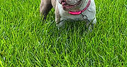 Bella joined the competition — help win amazing prizes! dog, bulldog, grass, outdoor, pet, canine, collar, greenery, happy, playful, animal, nature, summer, mammal, cute, friendly, fur, tongue, ears, standing