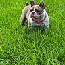 dog, bulldog, grass, outdoor, pet, canine, collar, greenery, happy, playful, animal, nature, summer, mammal, cute, friendly, fur, tongue, ears, standing