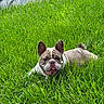 Bella is registered to the contest to win money with this photo: dog, bulldog, grass, outdoor, pet, animal, greenery, sunlight, tongue_out, relaxed, happy, nature, canine, lawn, summer, playful, mammal, fur, ears, face