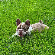 Bella joined the competition — help win amazing prizes! dog, bulldog, grass, outdoor, pet, animal, lying_down, greenery, nature, ears, mouth_open, relaxed, yard, canine, fur, snout, daylight, plant, tongue, cute