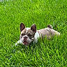 dog, bulldog, grass, outdoor, pet, animal, lying_down, greenery, nature, ears, mouth_open, relaxed, yard, canine, fur, snout, daylight, plant, tongue, cute