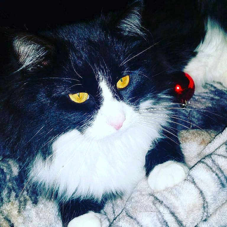 Frodo