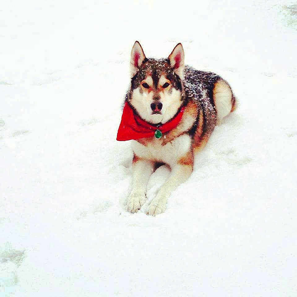 Bolt