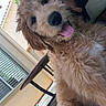 Marley is registered to the contest to win money with this photo: dog, puppy, fluffy, curly_hair, cream_colored, tongue_out, black_nose, close_up, portrait, pet, outdoor, patio, balcony, house, window, blinds, chair, toy, playful, selfie