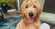 Marley is registered to the contest to win money with this photo: backyard, chair, curly_fur, cushion, dog, fence, flowers, fluffy, garden, golden_doodle, happy, outdoor, patio, pet, plants, portrait, puppy, shaggy, sitting, tongue_out