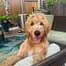 Marley is registered to the contest to win money with this photo: dog, puppy, golden_doodle, curly_fur, shaggy, fluffy, tongue_out, sitting, portrait, outdoor, patio, garden, backyard, chair, cushion, fence, flowers, plants, happy, pet