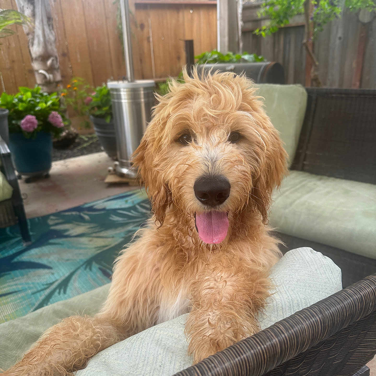 Marley is registered to the contest to win money with this photo: dog, puppy, golden_doodle, curly_fur, shaggy, fluffy, tongue_out, sitting, portrait, outdoor, patio, garden, backyard, chair, cushion, fence, flowers, plants, happy, pet