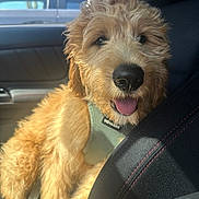 Marley is registered to the contest to win money with this photo: dog, puppy, golden_fur, curly_fur, shaggy, happy, tongue_out, portrait, pet, animal, car, vehicle, car_interior, passenger_seat, seatbelt, harness, window, sunlight, closeup, cute