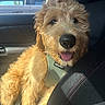 dog, puppy, golden_fur, curly_fur, shaggy, happy, tongue_out, portrait, pet, animal, car, vehicle, car_interior, passenger_seat, seatbelt, harness, window, sunlight, closeup, cute