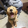 dog, puppy, golden_dog, shaggy_dog, brown_fur, sitting, open_mouth, smiling, happy, portrait, pet, harness, indoor, vacuum_cleaner, floor, household, cleaning_equipment, shadow, playful, photography