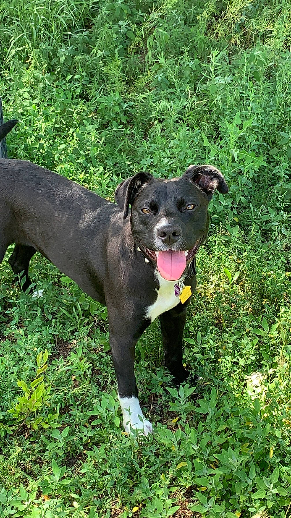 Baley joined the competition — help win amazing prizes! borador, canidae, carnivore, collar, companion_dog, dog, dog_breed, dog_collar, fawn, grass, groundcover, guard_dog, gun_dog, non_sporting_group, plant, sporting_group, tail, terrestrial_animal, working_animal, working_dog