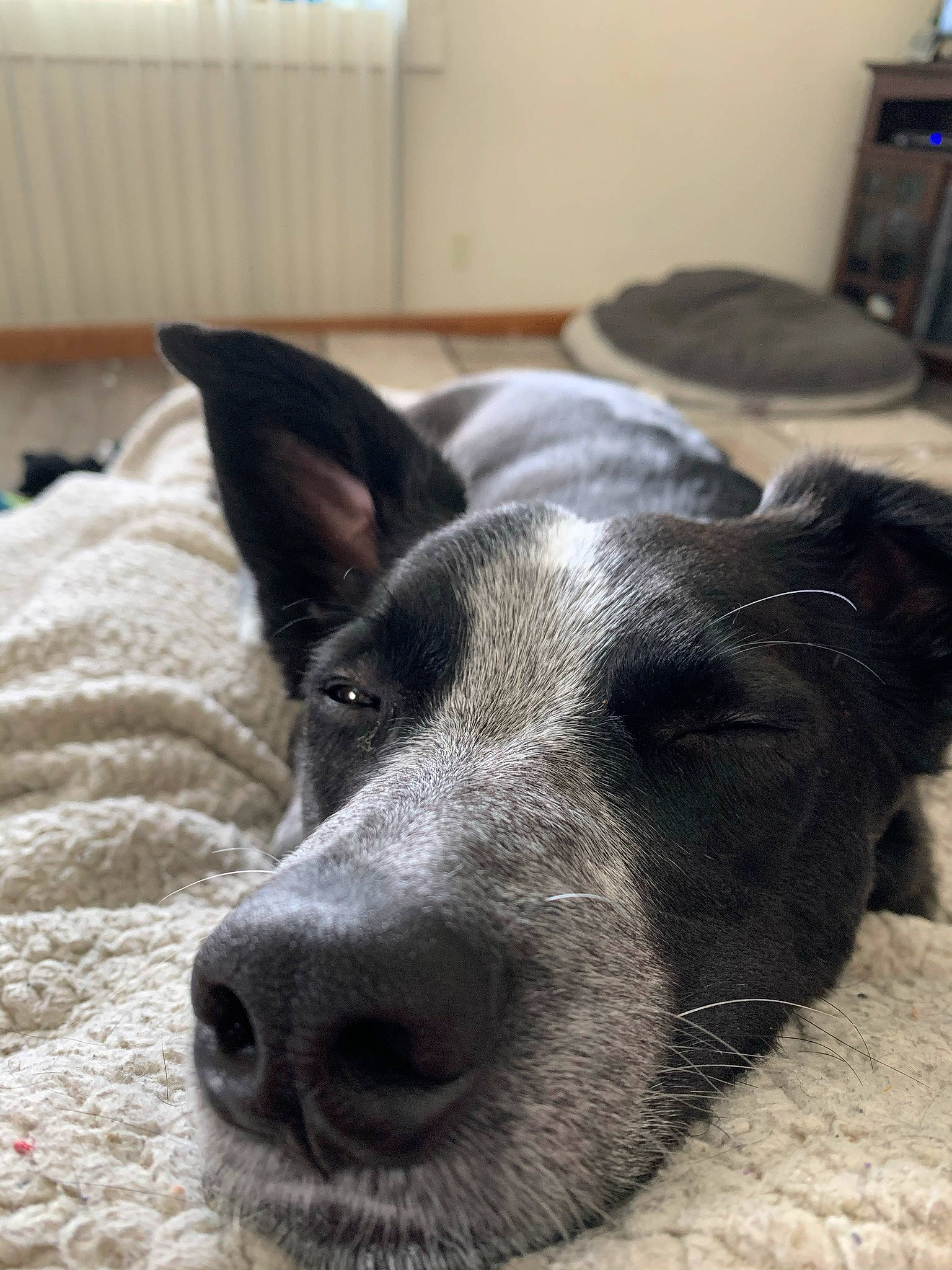 Louie