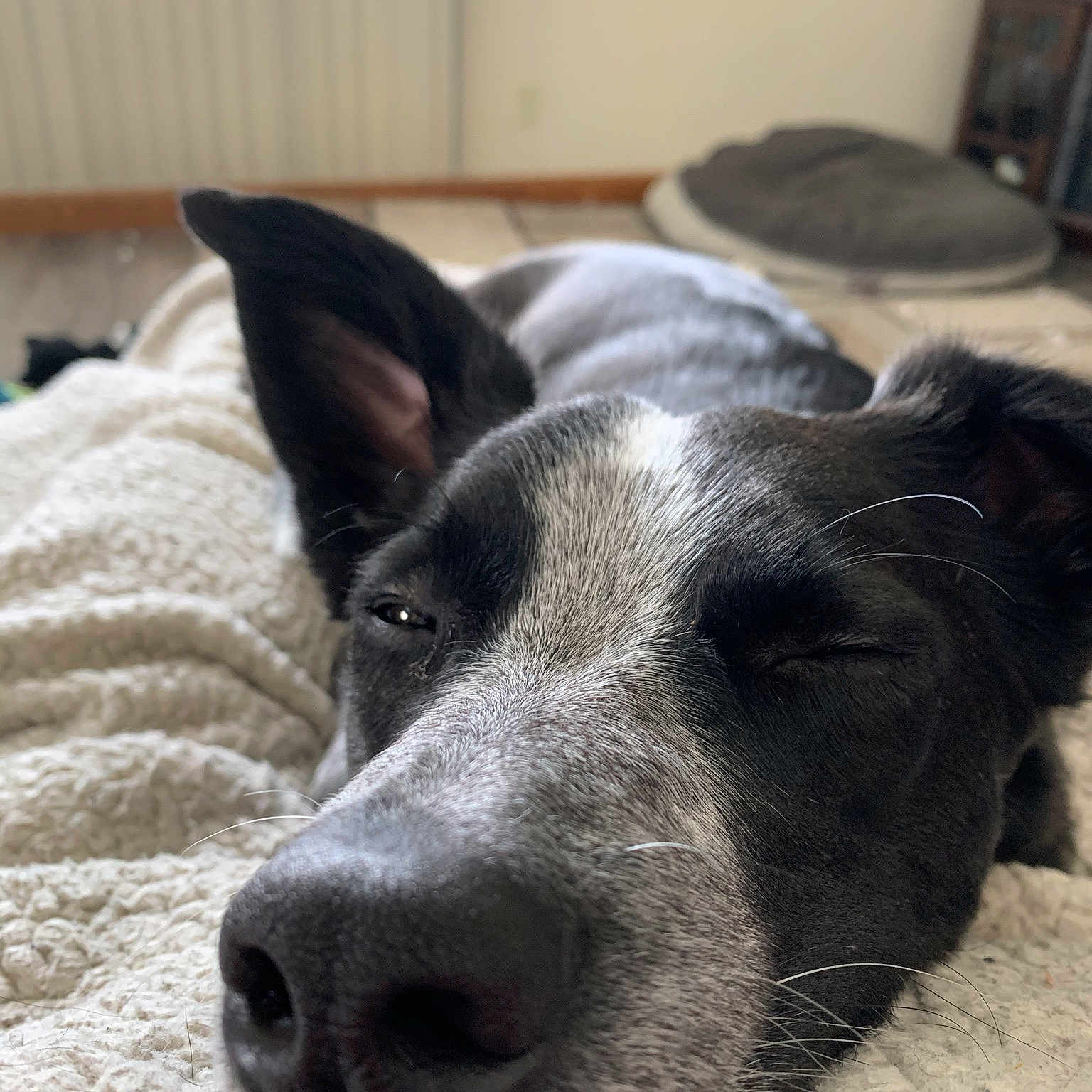 Louie