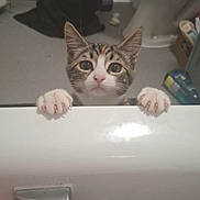 Tipsy joined the competition — help win amazing prizes! bathroom, bathtub, bubble_bath, cat, claw, cleaning_supplies, curious, domestic_animal, floor, indoor, kitten, paws, pet, plastic_bottle, radiator, tabby, toilet, towel, white_paws, wide_eyes