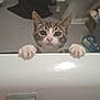 bathroom, bathtub, bubble_bath, cat, claw, cleaning_supplies, curious, domestic_animal, floor, indoor, kitten, paws, pet, plastic_bottle, radiator, tabby, toilet, towel, white_paws, wide_eyes