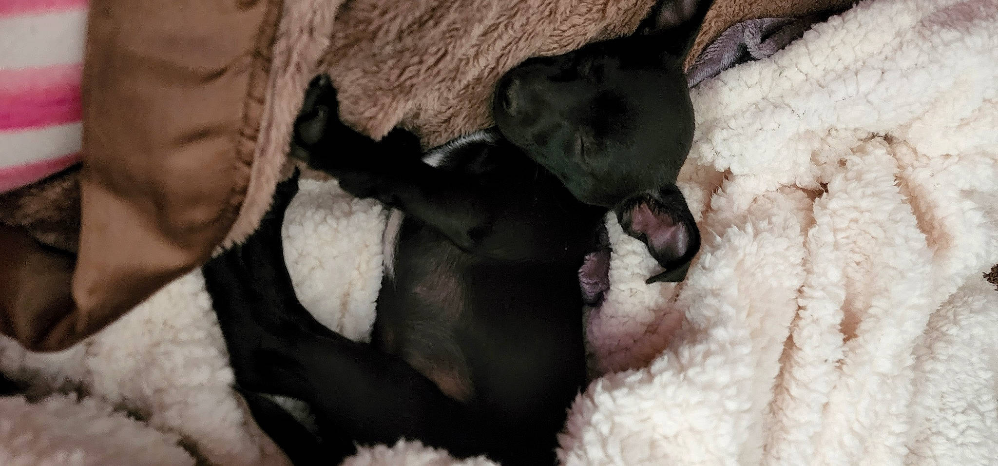 Mojo joined the competition — help win amazing prizes! canidae, carnivore, comfort, dog, dog_breed, fur, mammal, natural_material, non_sporting_group, paw, sporting_group, terrestrial_animal, vertebrate, whiskers, working_animal