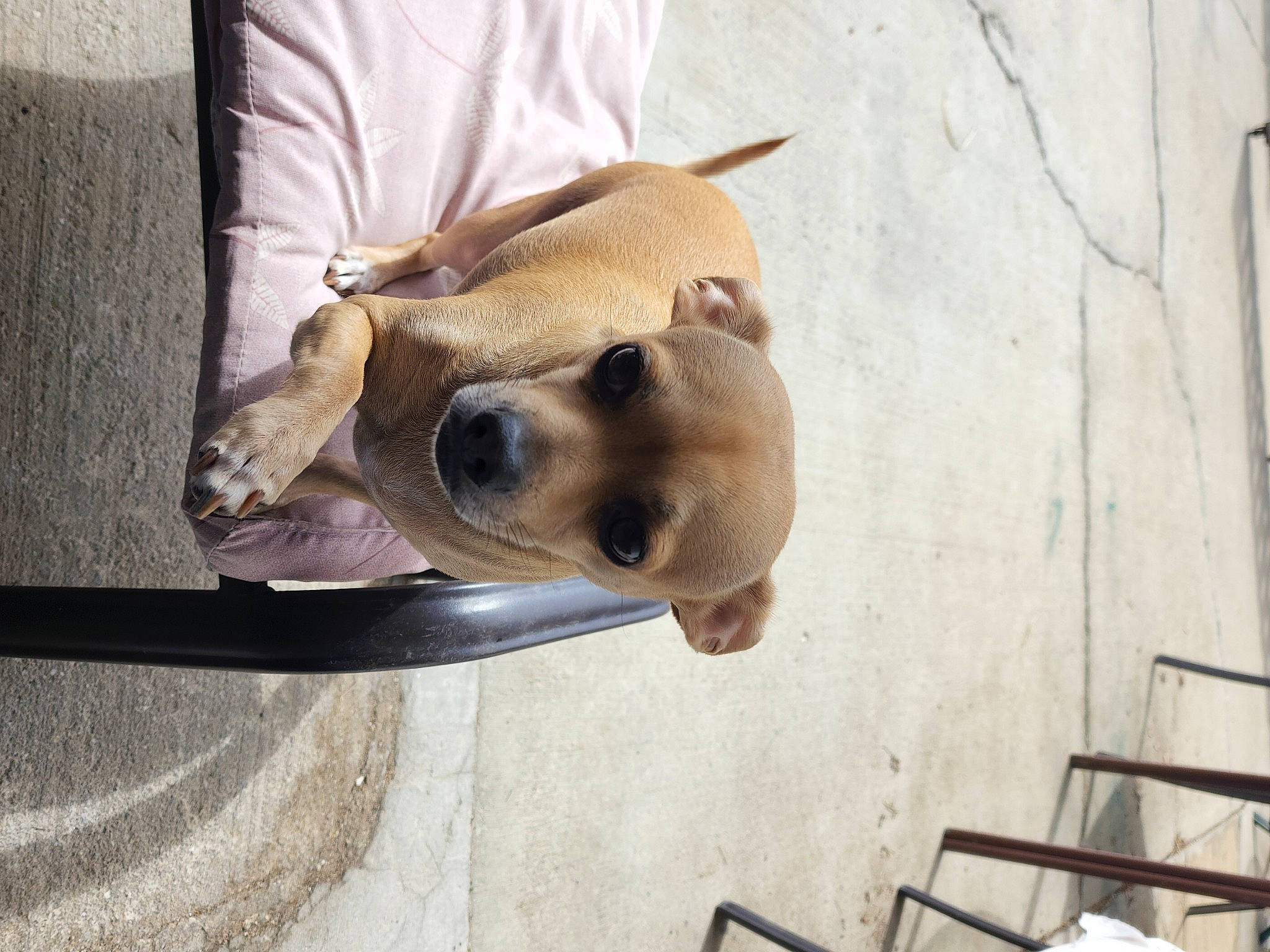 Ellie is registered to the contest to win money with this photo: canidae, carnivore, chair, collar, comfort, companion_dog, dog, dog_breed, dog_collar, dog_supply, ear, fawn, fur, non_sporting_group, puppy, sporting_group, toy_dog, whiskers, wood, working_animal