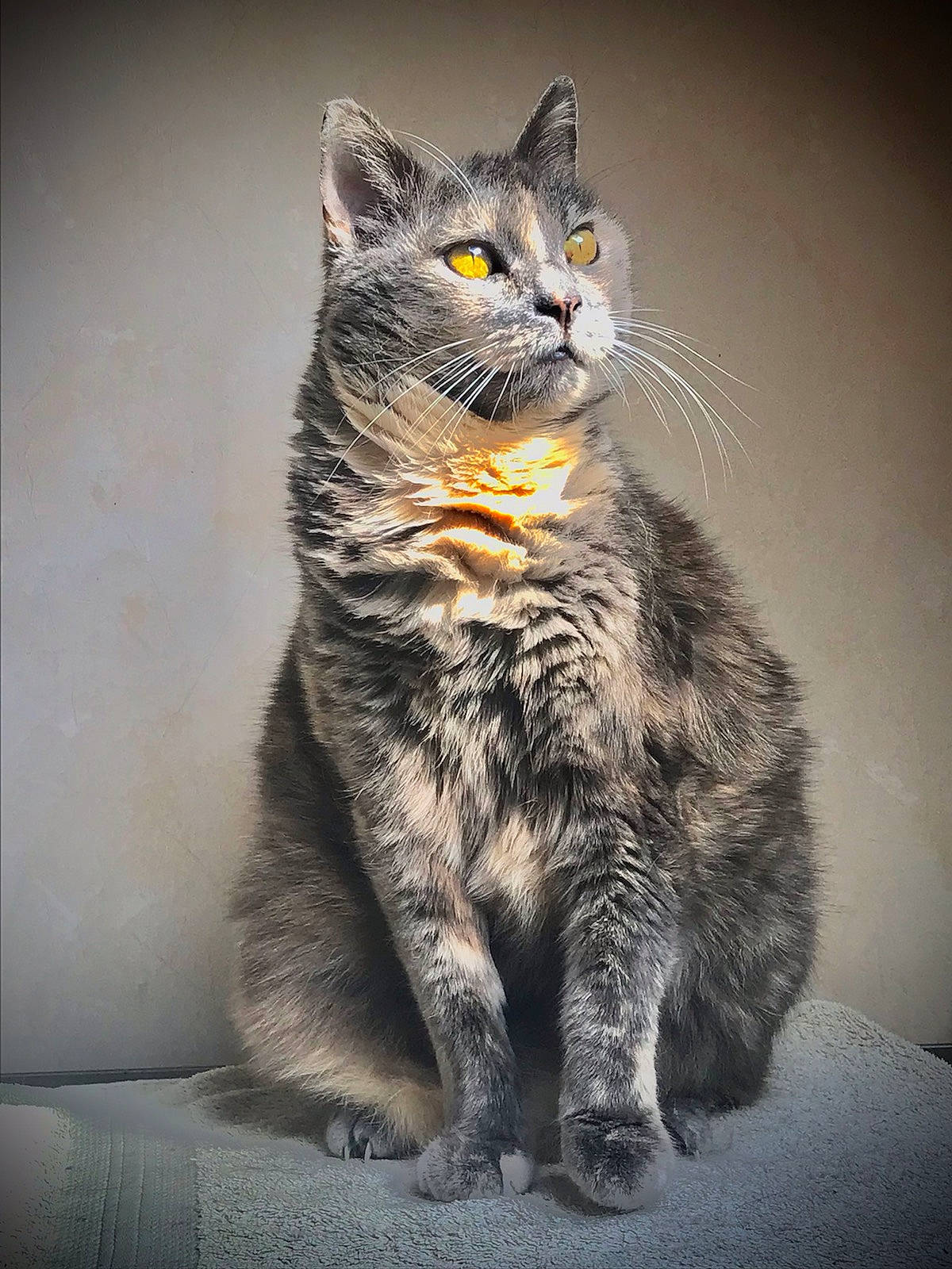 Crevette a rejoint le concours — aidez-le/la à gagner de superbes lots ! abyssinian, angora, animal, brasssection, cat, egyptiancat, gray, horn, kitten, manx, musicalinstrument, pet, snout