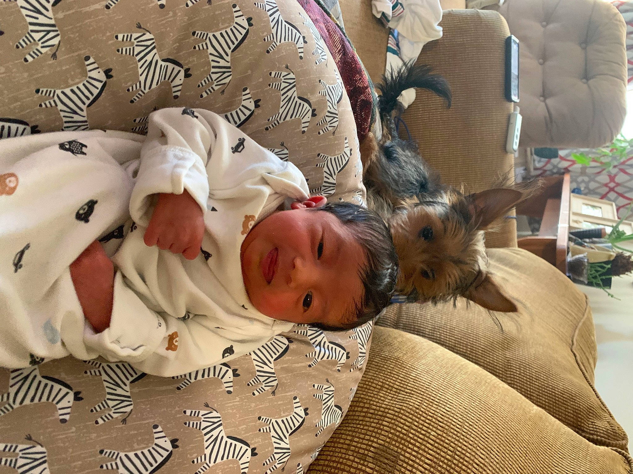 Calie joined the competition — help win amazing prizes! baby, baby_safety, baby_sleeping, baby_toddler_clothing, bed, bed_sheet, bedding, bedtime, child, comfort, fur, linens, nap, pattern, person, room, sleep, textile, toddler, wood