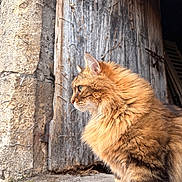 Orion a rejoint le concours — aidez-le/la à gagner de superbes lots ! cat, ginger_cat, longhaired_cat, fluffy, feline, animal, pet, profile, sitting, outdoors, sunlight, fur, whiskers, ears, eyes, wooden_door, stone_wall, rustic, village, portrait