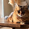 Orion participe au concours pour gagner de l'argent avec cette photo : cat, tabby_cat, fluffy, long_hair, pet, animal, portrait, close_up, green_eyes, whiskers, ears, paws, sitting, lying_down, wooden_table, indoor, sunlight, window, pampas_grass, home_decor