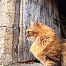 cat, ginger_cat, fluffy, longhaired, feline, animal, pet, profile, sitting, outdoors, stone_wall, wooden_door, rustic, architecture, fur, whiskers, ears, green_eye, portrait, natural_light