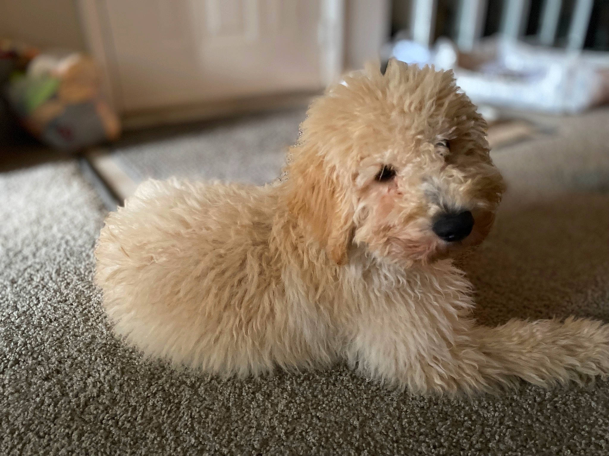 Wilson is registered to the contest to win money with this photo: canidae, carnivore, companion_dog, dog, dog_breed, fawn, flooring, fur, maltepoo, poodle_crossbreed, puppy, small_terrier, snout, sporting_group, tail, terrestrial_animal, terrier, toy_dog, water_dog, working_animal