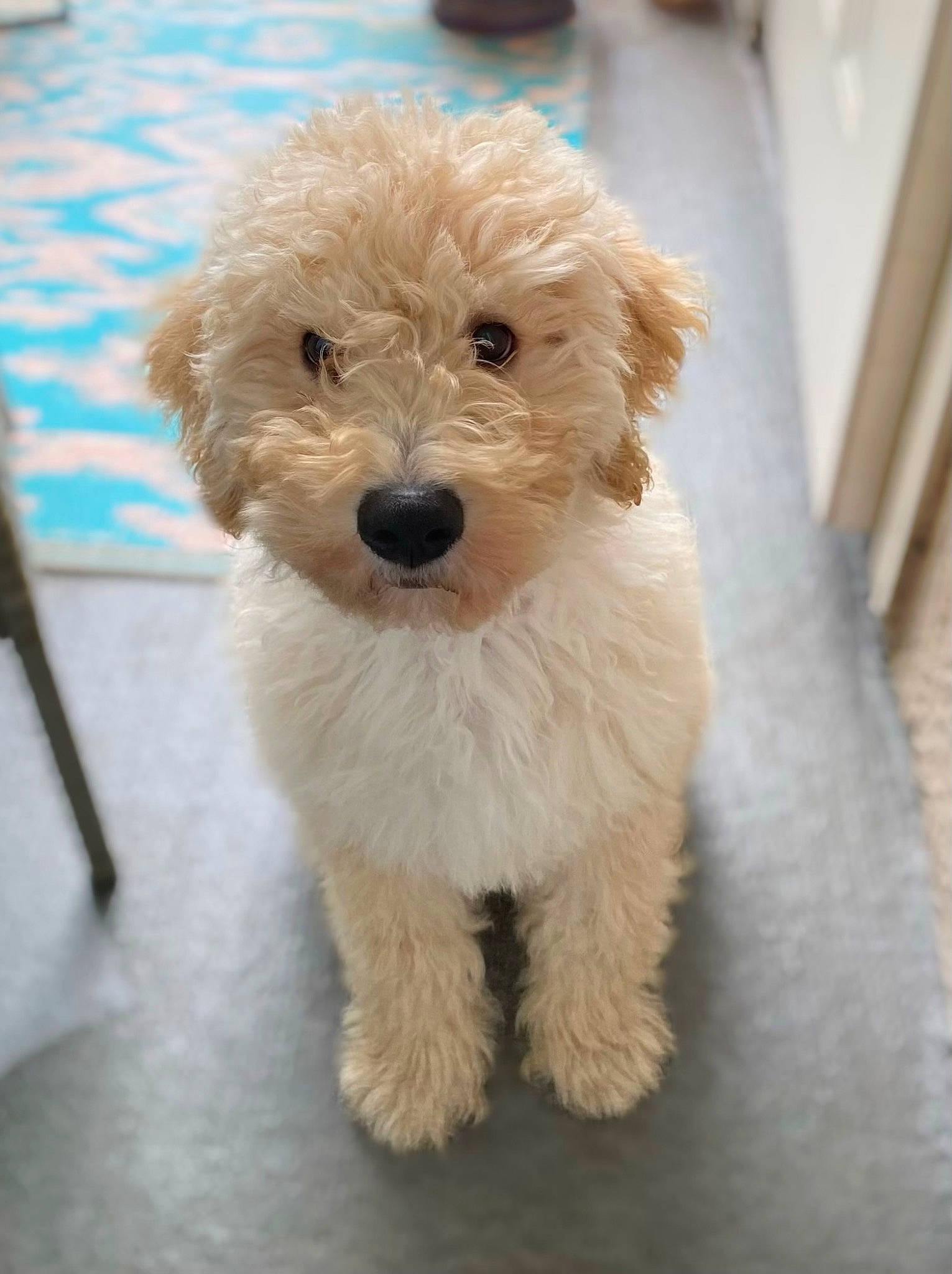 Wilson joined the competition — help win amazing prizes! canidae, carnivore, companion_dog, dog, dog_breed, dog_clothes, dog_collar, fur, labradoodle, maltepoo, non_sporting_group, poodle, shih_poo, small_terrier, snout, sporting_group, tail, terrier, toy_dog, working_animal