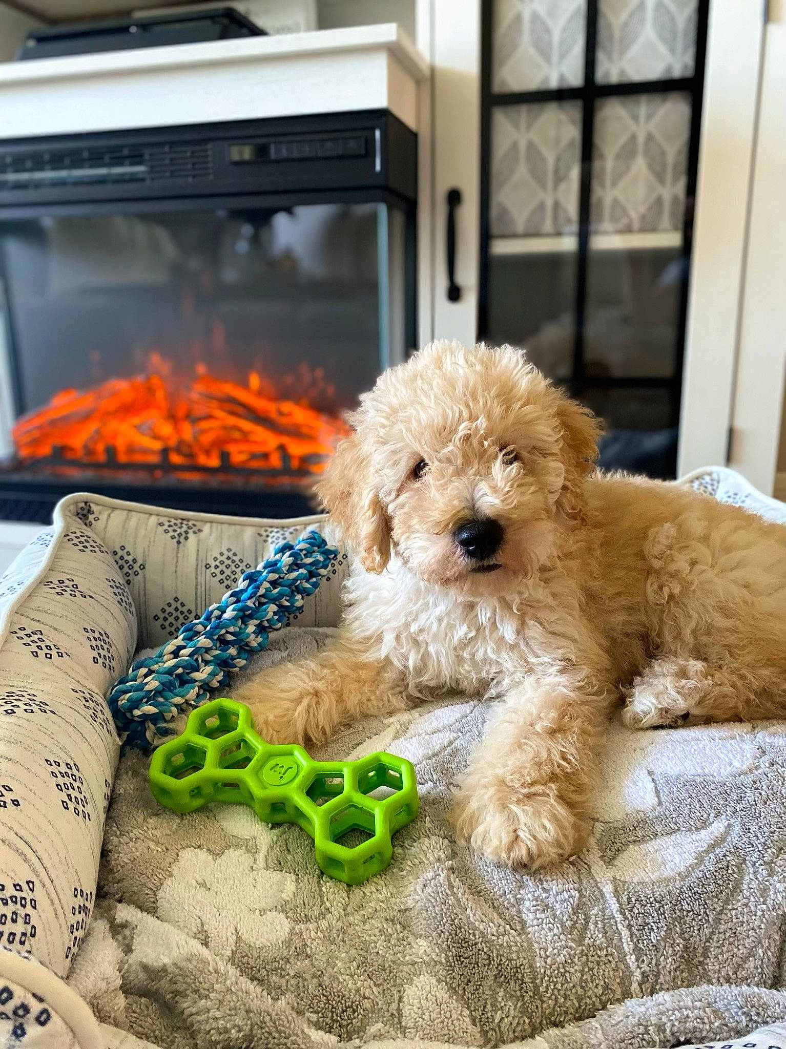 Wilson is registered to the contest to win money with this photo: carnivore, companion_dog, cooking, dog, dog_breed, fawn, fur, gas, goggles, kitchen_appliance, labradoodle, poodle, recipe, snout, sporting_group, sunglasses, terrier, toy, toy_dog, water_dog