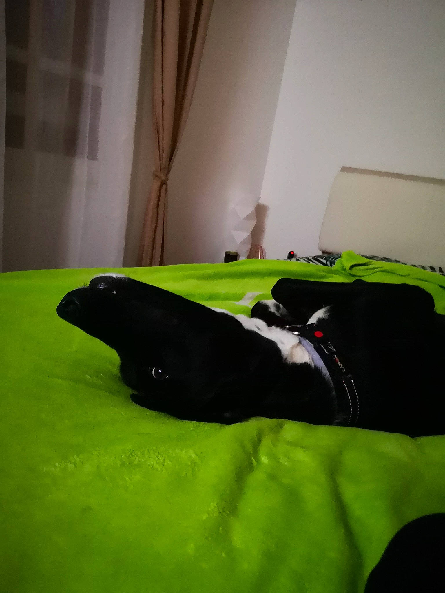 Maui a rejoint le concours — aidez-le/la à gagner de superbes lots ! bed, bed_sheet, furniture, green, linens, room