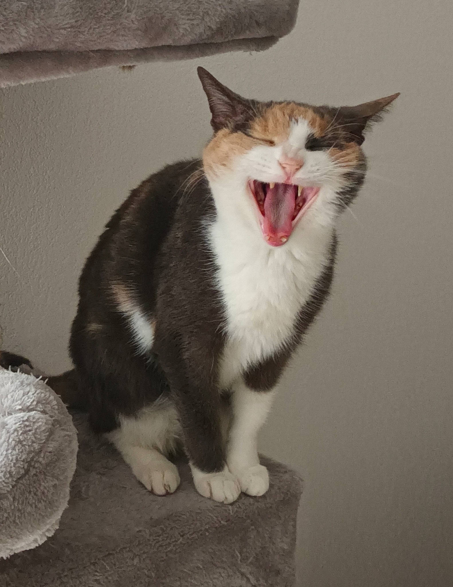 Kitty a rejoint le concours — aidez-le/la à gagner de superbes lots ! carnivore, cat, domestic_short_haired_cat, fang, felidae, fur, grey, paw, roar, small_to_medium_sized_cats, snout, tail, whiskers, window, yawn