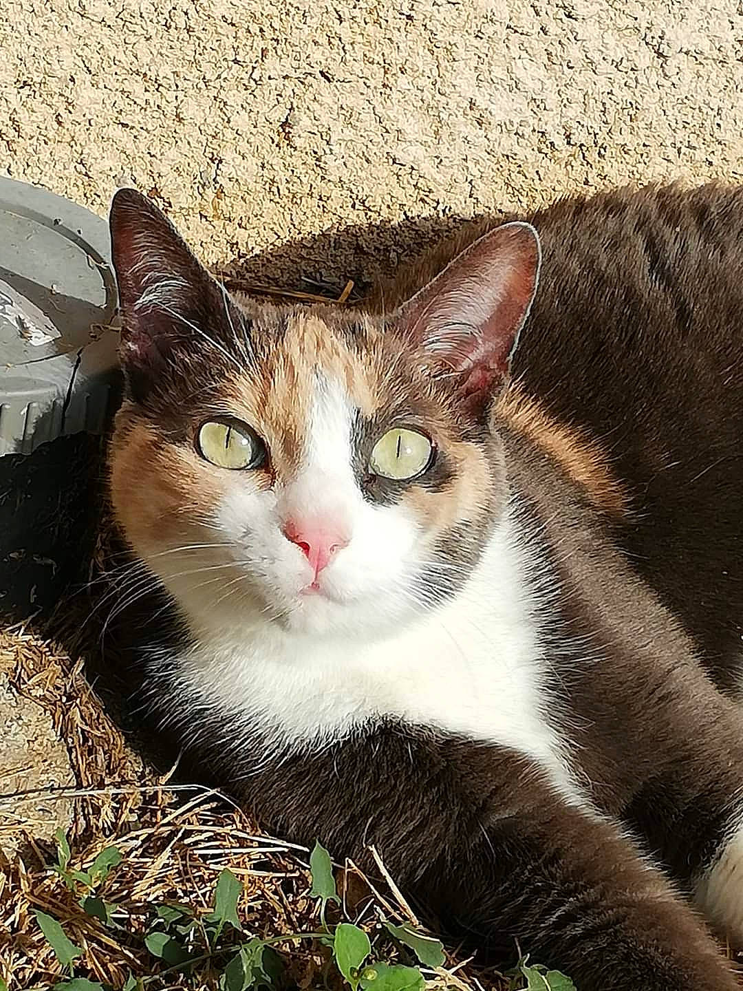 Kitty a rejoint le concours — aidez-le/la à gagner de superbes lots ! art, carnivore, cat, domestic_short_haired_cat, felidae, fur, grass, iris, metal, painting, paw, photo_caption, plant, small_to_medium_sized_cats, snout, tail, terrestrial_animal, tree, whiskers, window