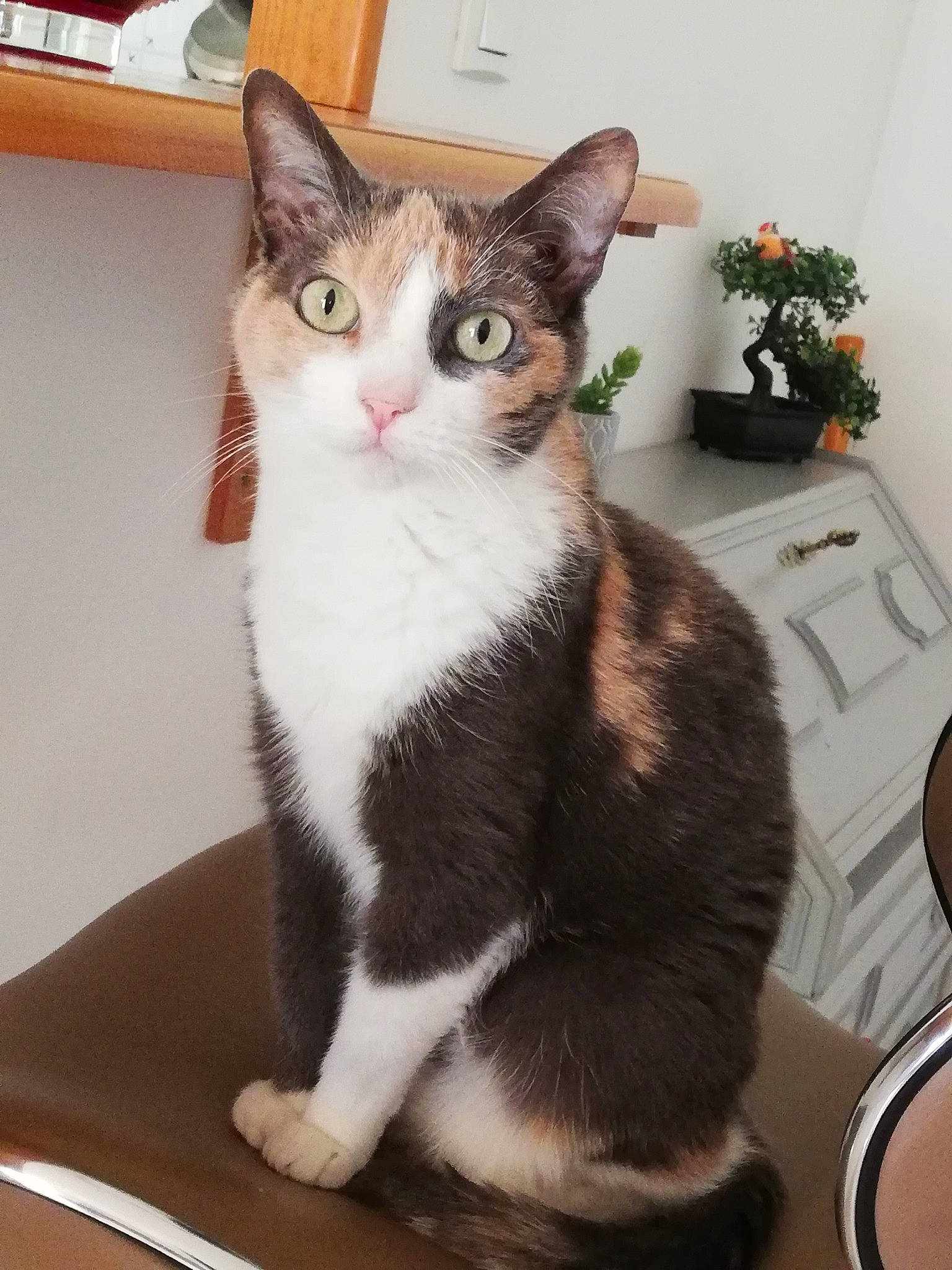 Kitty a rejoint le concours — aidez-le/la à gagner de superbes lots ! box, carnivore, cat, comfort, domestic_short_haired_cat, felidae, flower, flowerpot, fur, houseplant, paw, plant, sitting, small_to_medium_sized_cats, snout, table, tail, whiskers