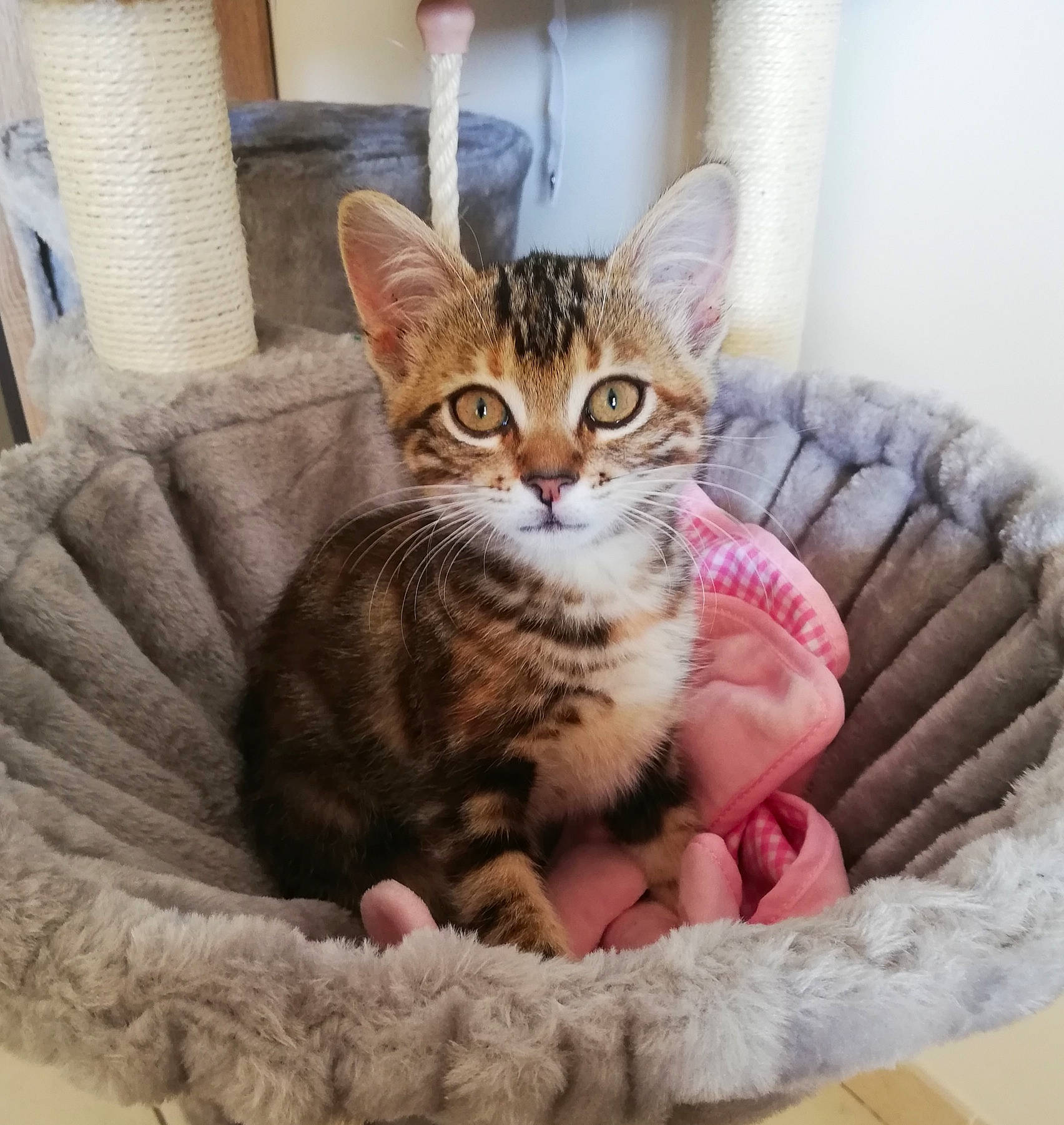 Sybelle participe au concours pour gagner de l'argent avec cette photo : carnivore, cat, cat_bed, cat_supply, claw, comfort, couch, domestic_short_haired_cat, eye, felidae, foot, fur, head, linens, paw, pet_supply, sitting, small_to_medium_sized_cats, snout, whiskers