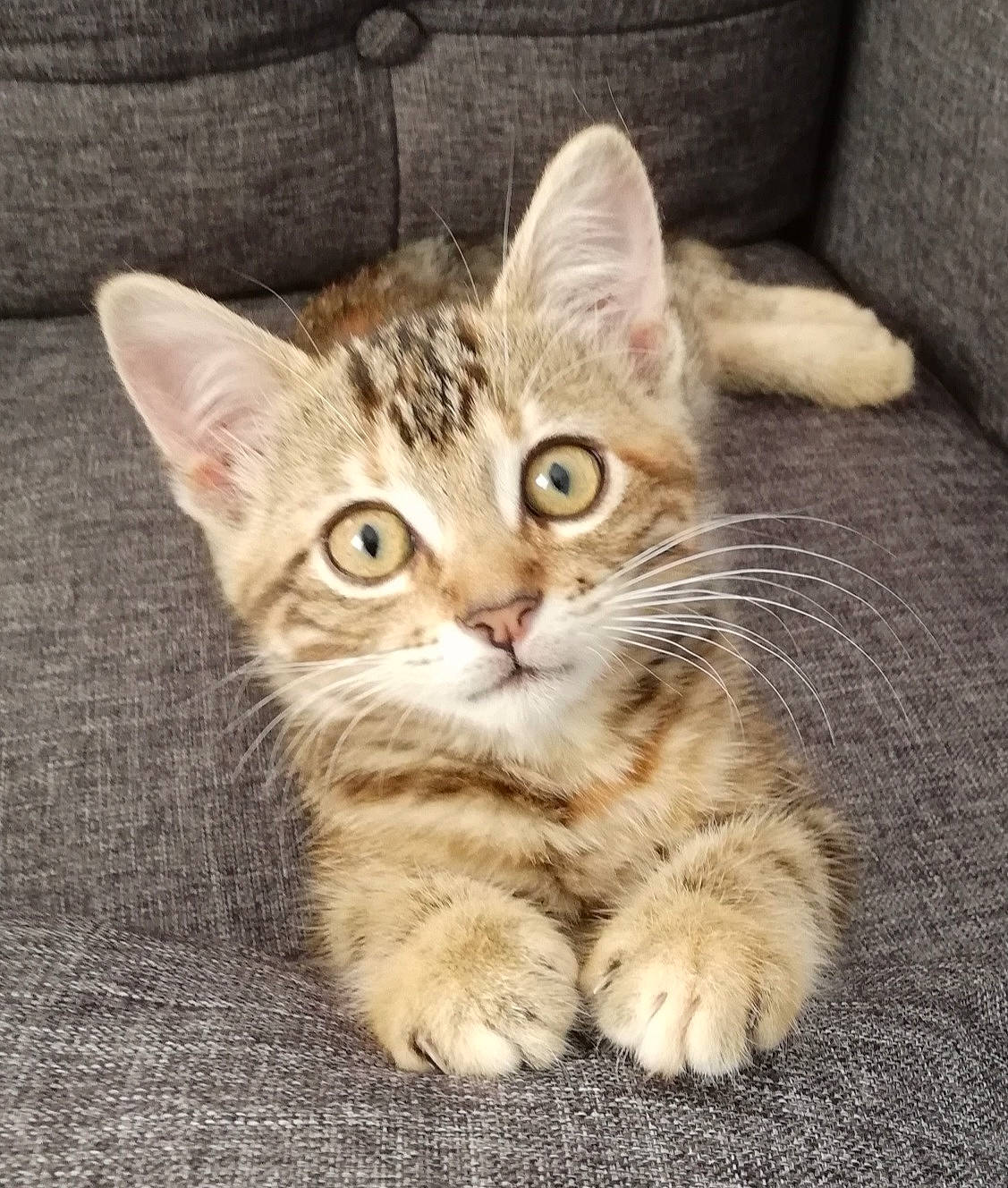 Sibelle a rejoint le concours — aidez-le/la à gagner de superbes lots ! carnivore, cat, claw, domestic_short_haired_cat, ear, eye, felidae, fur, paw, sitting, small_to_medium_sized_cats, snout, tail, terrestrial_animal, whiskers