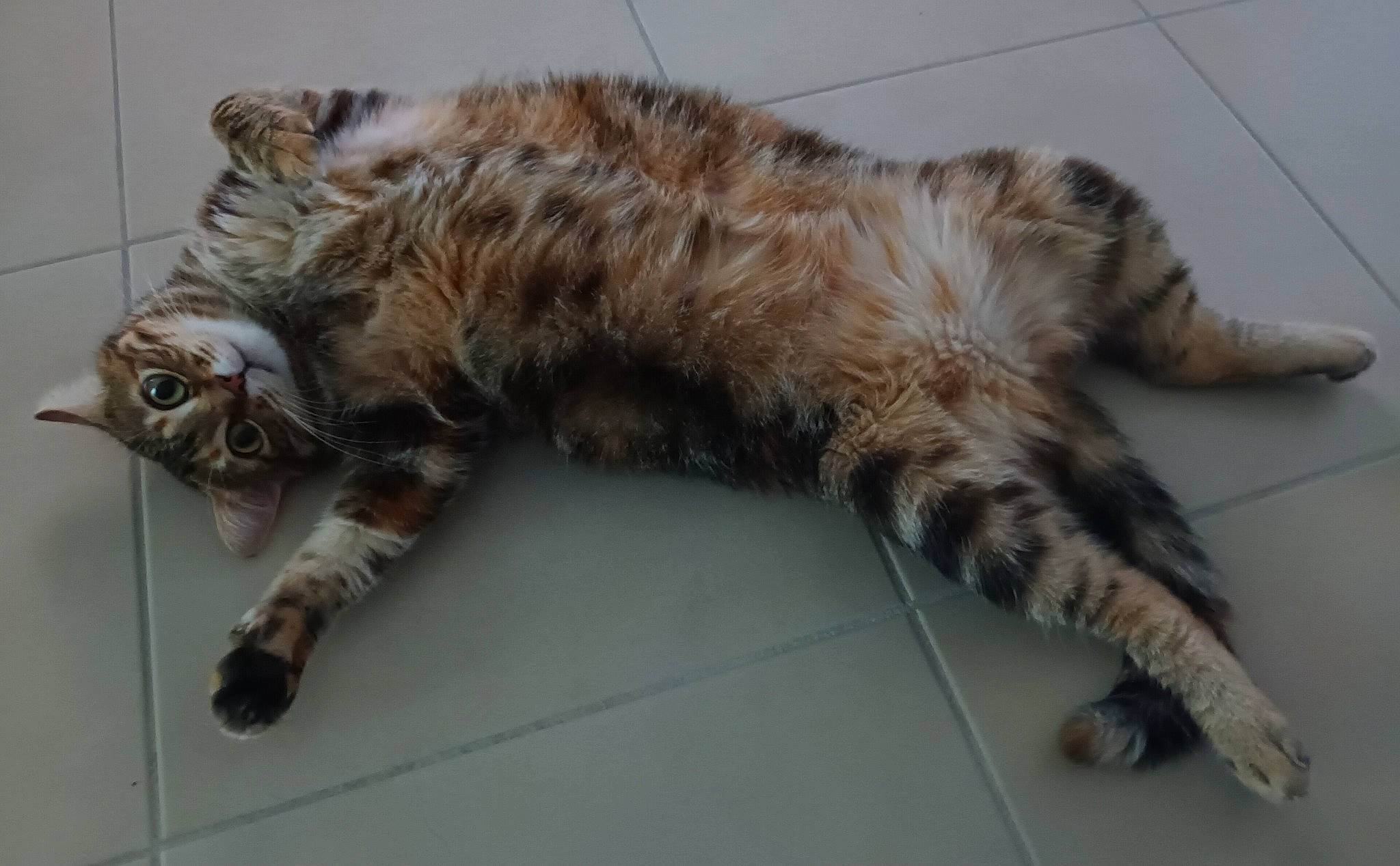 Choupa a rejoint le concours — aidez-le/la à gagner de superbes lots ! carnivore, cat, claw, comfort, domestic_short_haired_cat, felidae, foot, fur, paw, small_to_medium_sized_cats, tail, terrestrial_animal, whiskers