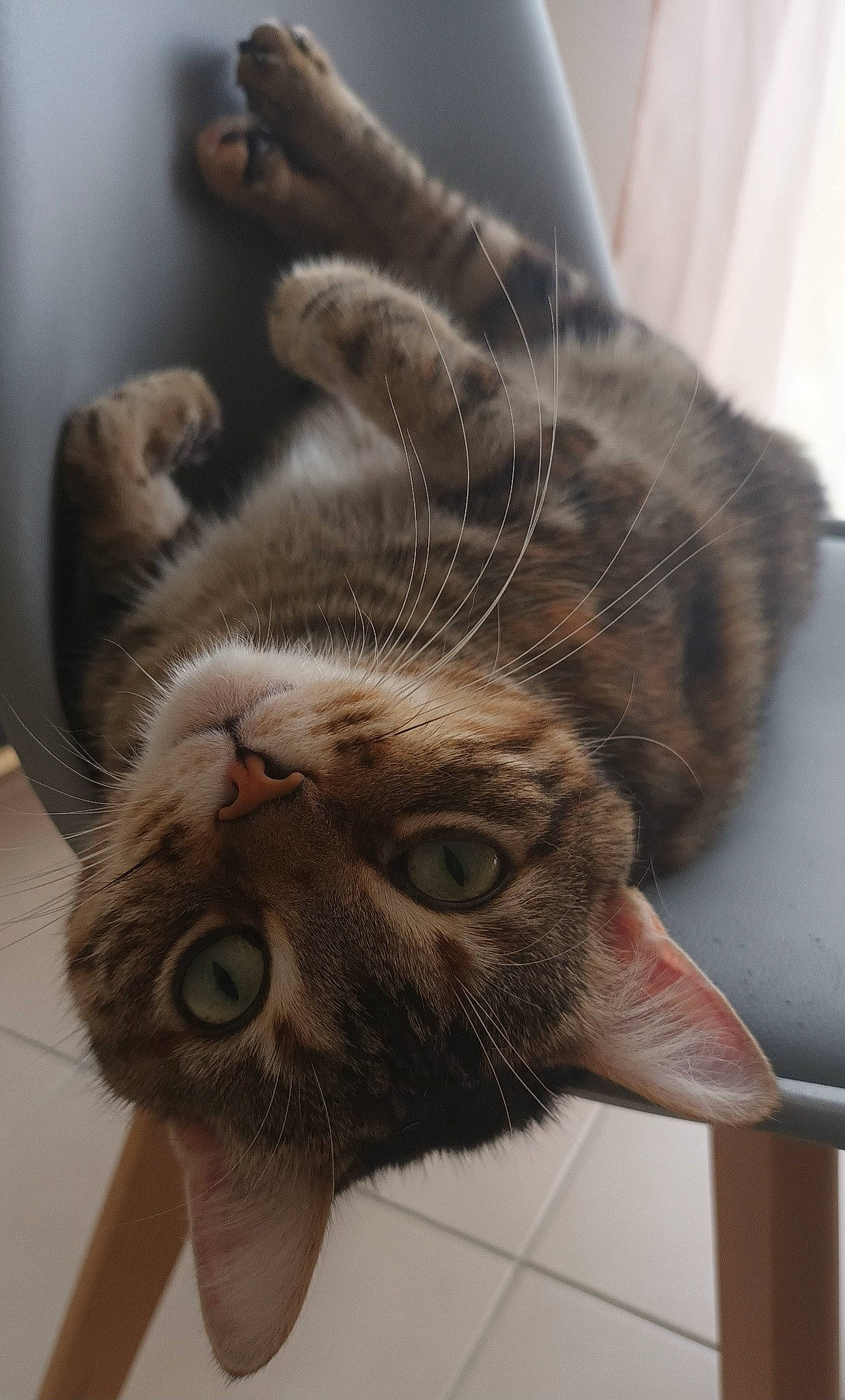 Choupa participe au concours pour gagner de l'argent avec cette photo : carnivore, cat, claw, comfort, domestic_short_haired_cat, ear, eye, fawn, felidae, flooring, fur, paw, small_to_medium_sized_cats, snout, tail, whiskers