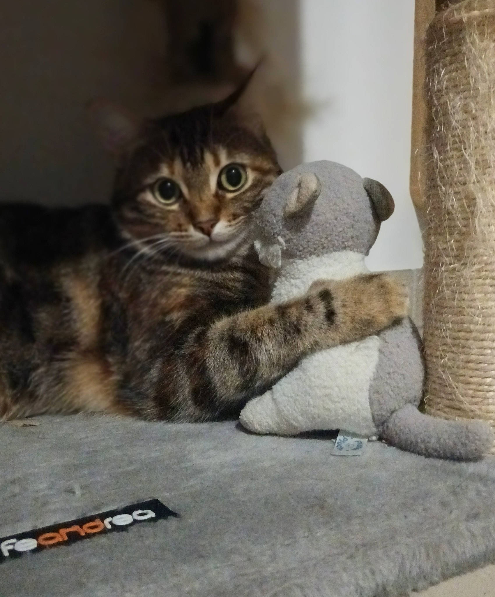 Choupa a rejoint le concours — aidez-le/la à gagner de superbes lots ! carnivore, cat, claw, comfort, domestic_short_haired_cat, felidae, flooring, fur, grey, mammal, paw, small_to_medium_sized_cats, snout, tail, terrestrial_animal, vertebrate, whiskers, wood