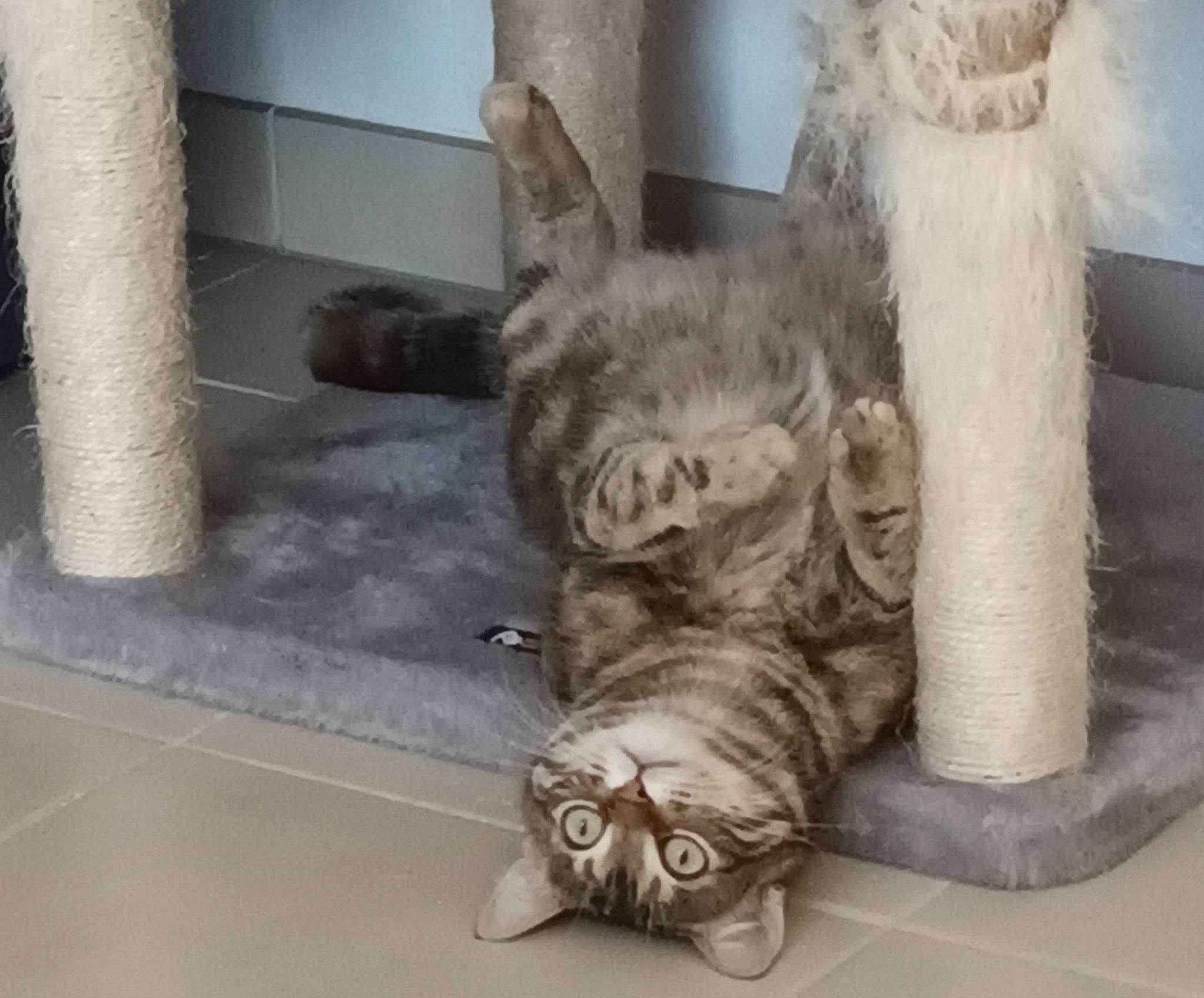 Choupa participe au concours pour gagner de l'argent avec cette photo : carnivore, cat, claw, comfort, domestic_short_haired_cat, felidae, flooring, fur, hardwood, metal, paw, small_to_medium_sized_cats, tail, whiskers, wood