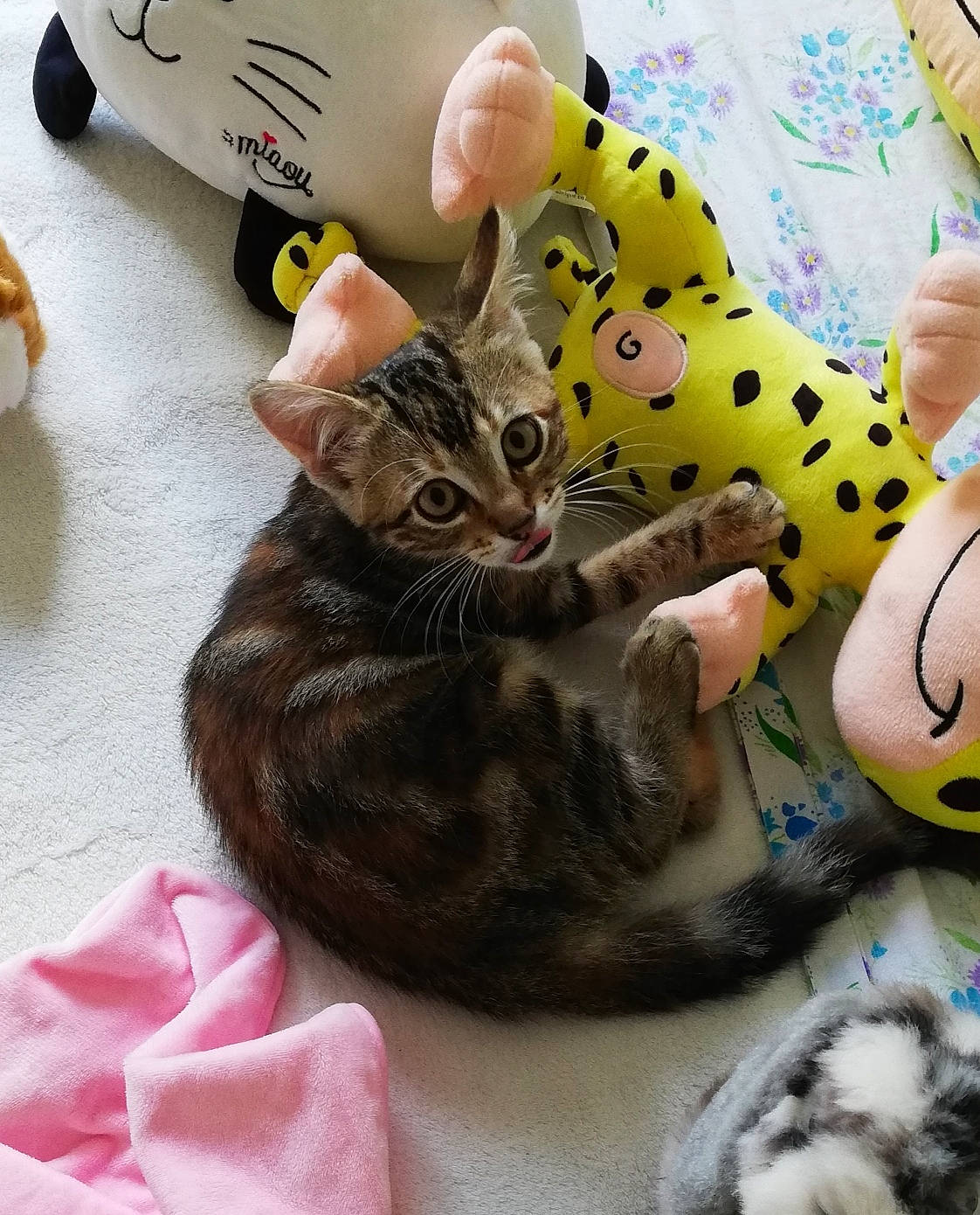 Choupa a rejoint le concours — aidez-le/la à gagner de superbes lots ! carnivore, cat, claw, comfort, domestic_short_haired_cat, felidae, foot, fur, gesture, mammal, nail, paw, sitting, small_to_medium_sized_cats, toy, vertebrate, whiskers