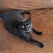 Kirikou a rejoint le concours — aidez-le/la à gagner de superbes lots ! black_cat, cat, pet, animal, whiskers, green_eyes, fur, relaxing, couch, brown_couch, indoor, feline, resting, looking, closeup, domestic_cat, cute, mammal, paw, laying