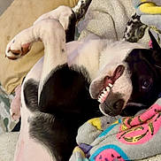 Mojo joined the competition — help win amazing prizes! animal, black_and_white, blanket, canine, cozy, cute, dog, fur, grinning, indoor, lying_down, paw, pet, playful, relaxed, resting, smiling, snout, soft, teeth