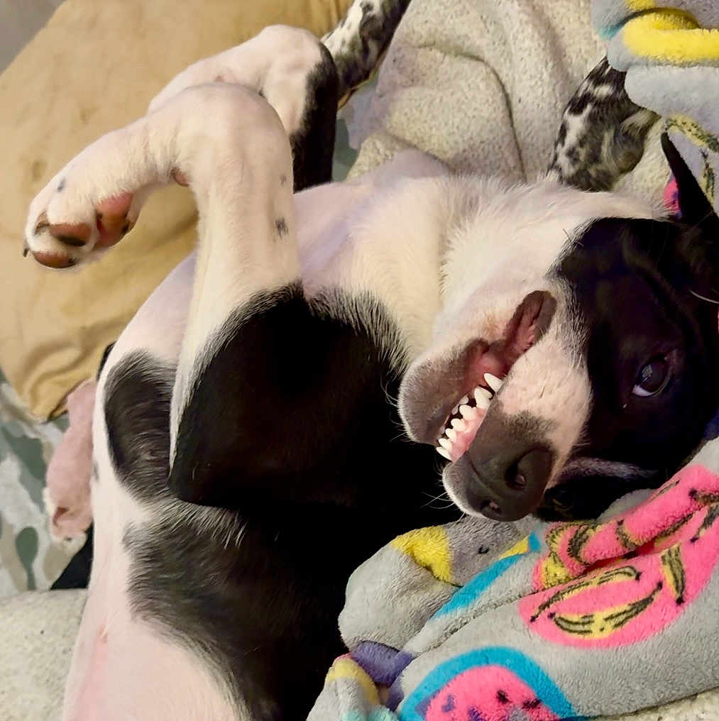 Mojo joined the competition — help win amazing prizes! animal, black_and_white, blanket, canine, cozy, cute, dog, fur, grinning, indoor, lying_down, paw, pet, playful, relaxed, resting, smiling, snout, soft, teeth