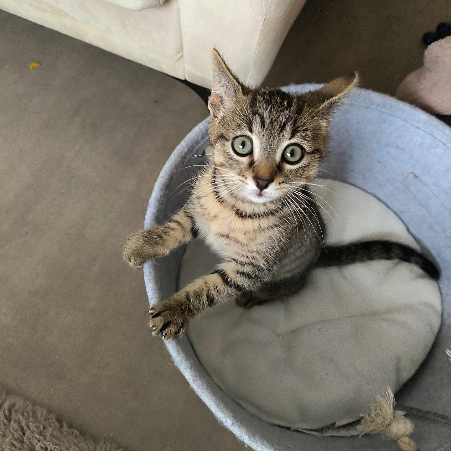 Simba participe au concours pour gagner de l'argent avec cette photo : abyssinian, animal, architecture, armchair, building, cat, chair, couch, cushion, furniture, hardwood, homedecor, indoors, kitten, livingroom, manx, pet, room, siamese, wood