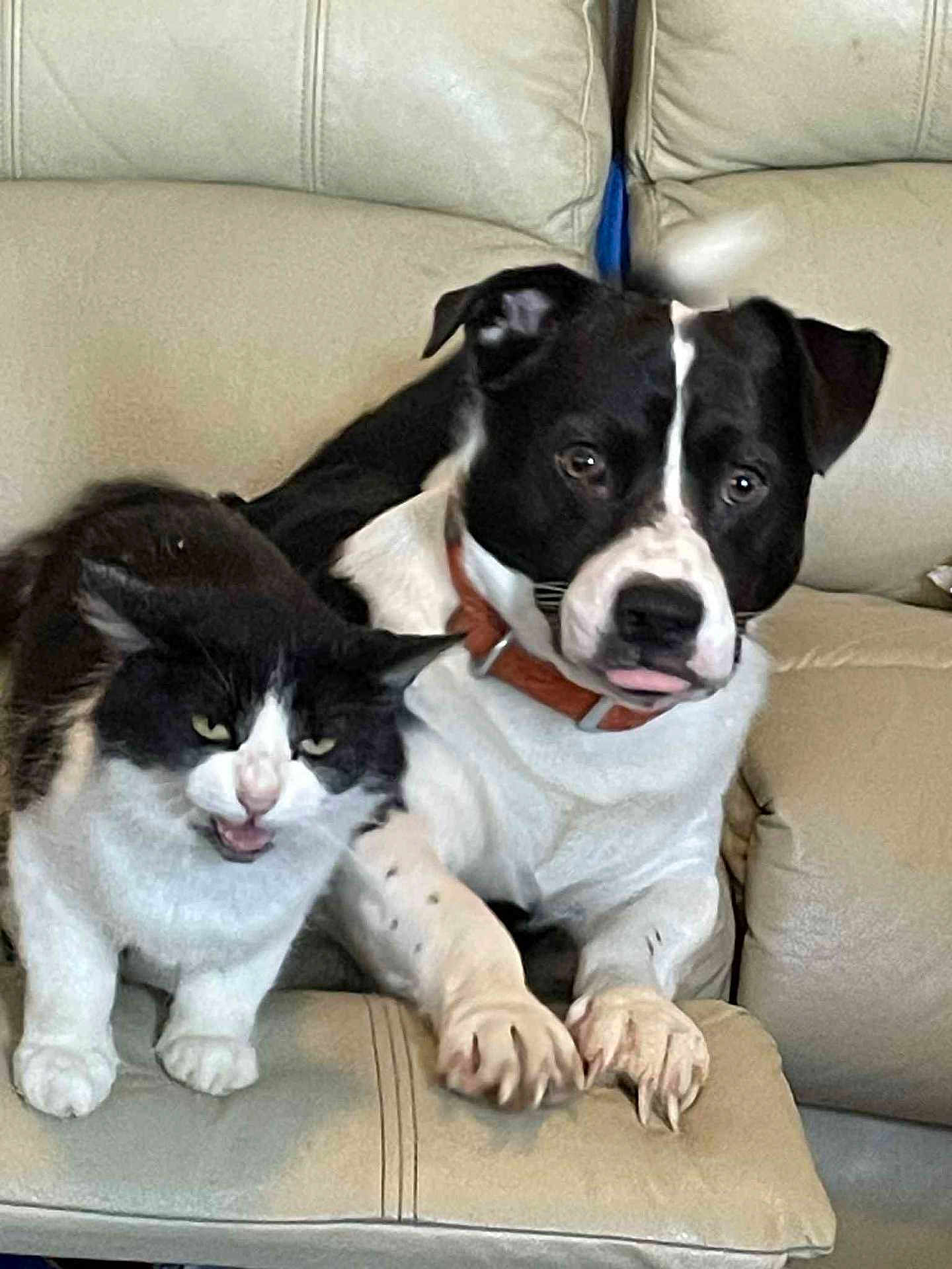 Dodger And Kibbins is registered to the contest to win money with this photo: animal, black_and_white_cat, black_and_white_dog, cat, close_together, companion, couch, cute, dog, domestic_animal, expression, friendship, fur, grumpy_cat, indoor, leather_couch, paw, pet, sitting, tongue_out